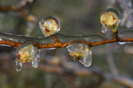 Lutte contre le gel par aspersion - Verger de poirier, Lanxade (24) : 10/03/2021